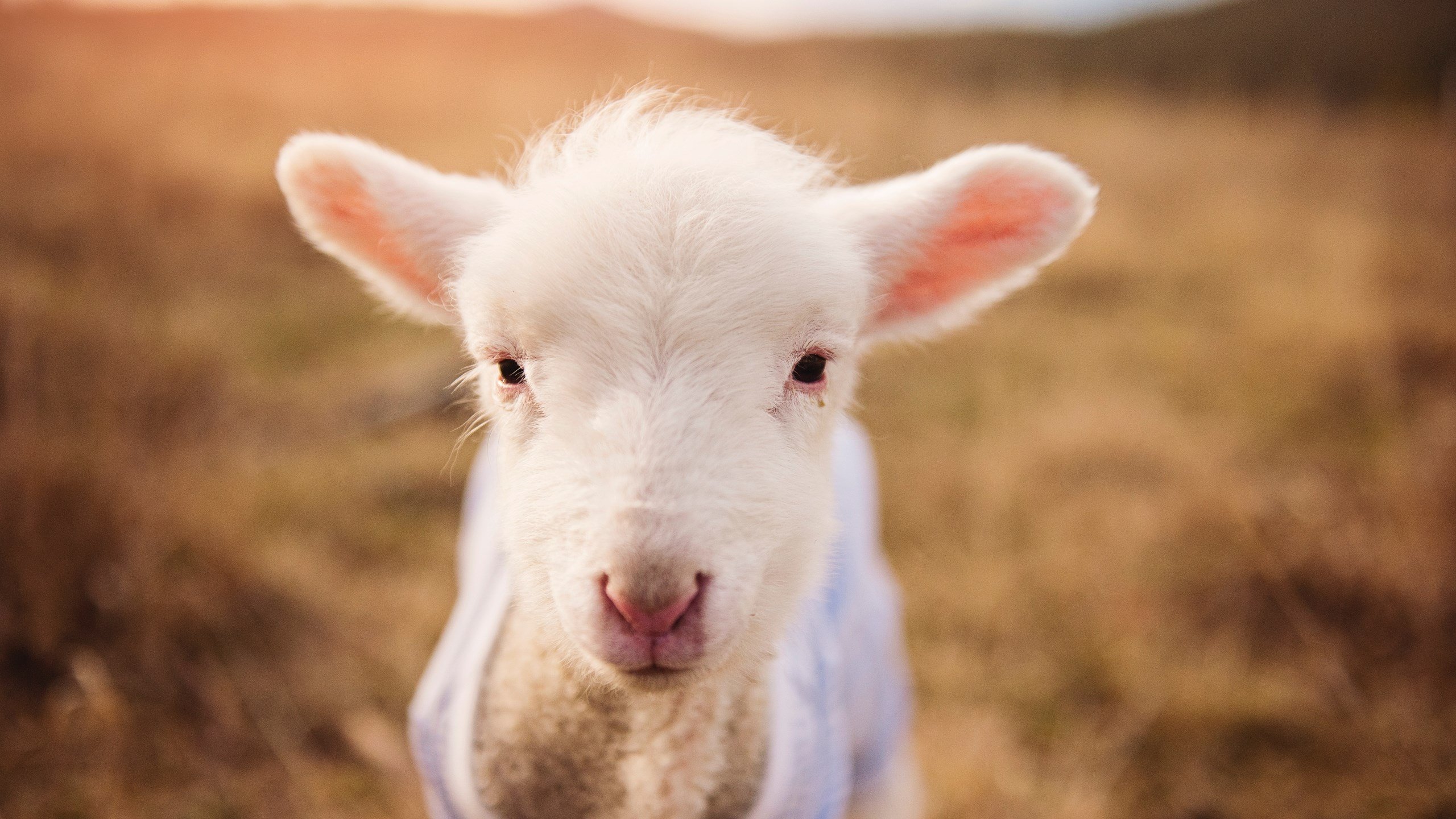 当76人的铁血席卷北京,范弗利特却在英超赛场错位接管?体育世界的魔幻与现实